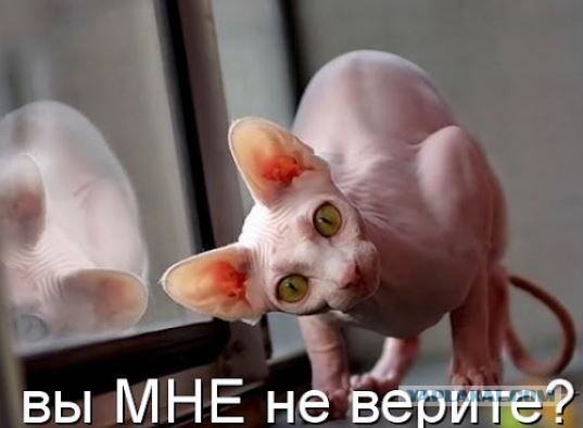 Чкхарек хоть двигался
