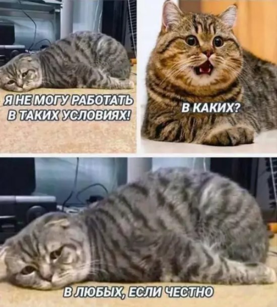 Котямбосы