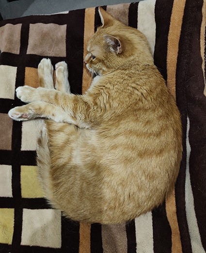 Маленький, рыжий, глазастый (котовторник)