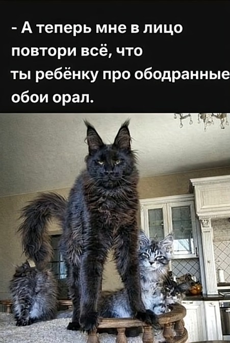 К котовторнику: подборка картинок-баянов с котиками и про котиков. Выпуск 39.