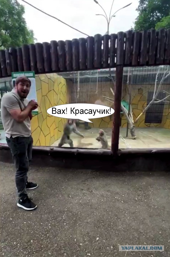 Обезьяны были в шоке от такого трюка