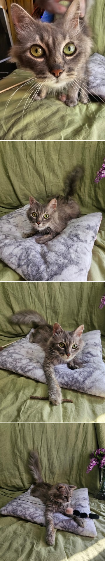 Котики в добрые руки