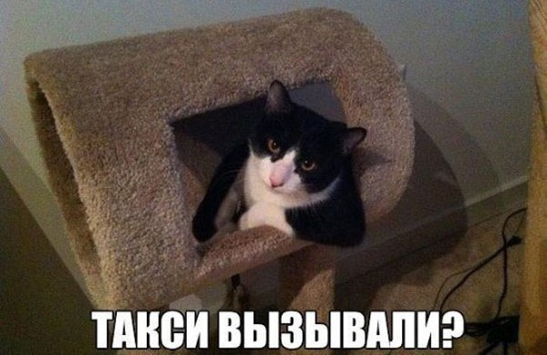 Объяснительная коту