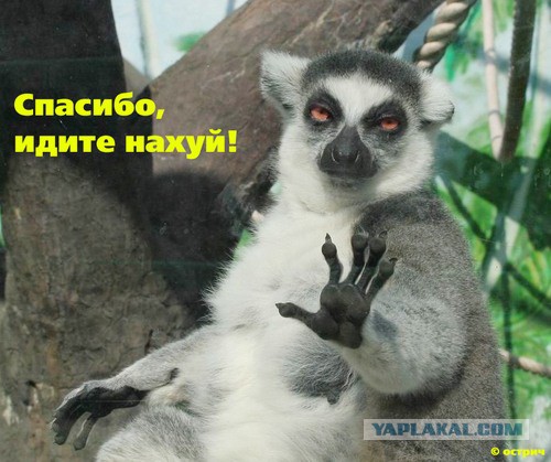 Мигранту тоже нужен секас. Елена его обеспечит