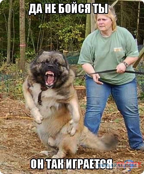 Хотела большую собачку на 8 марта