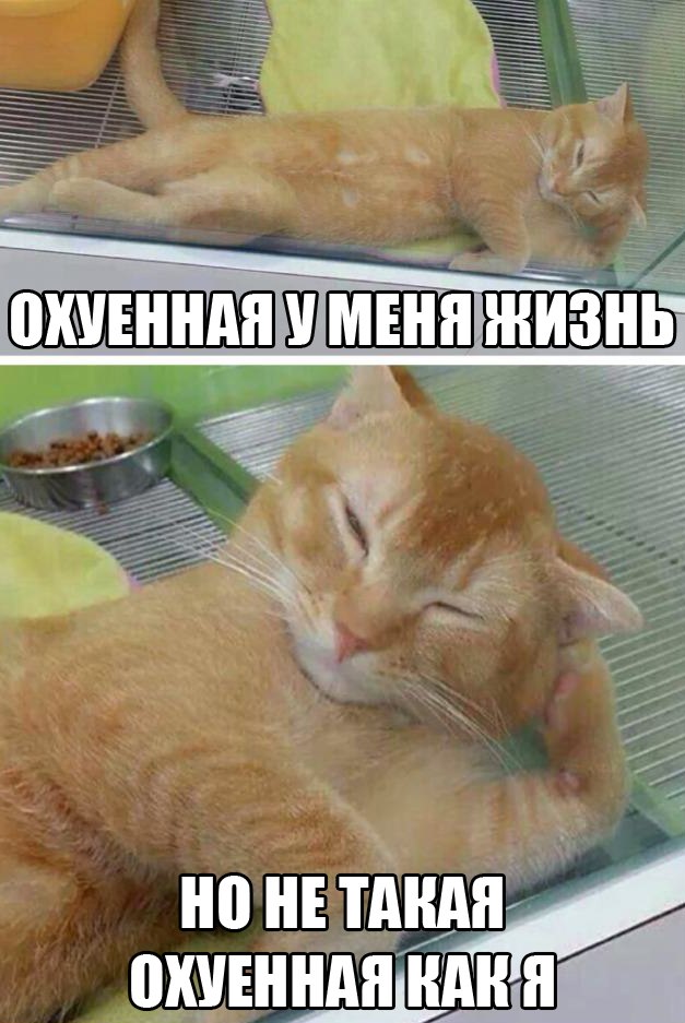 Интересное о кошках