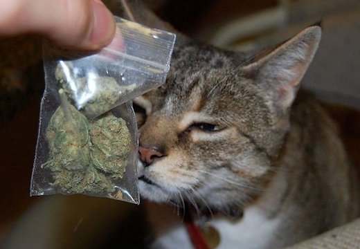 Кошки и марихуана как изменить тест на марихуану