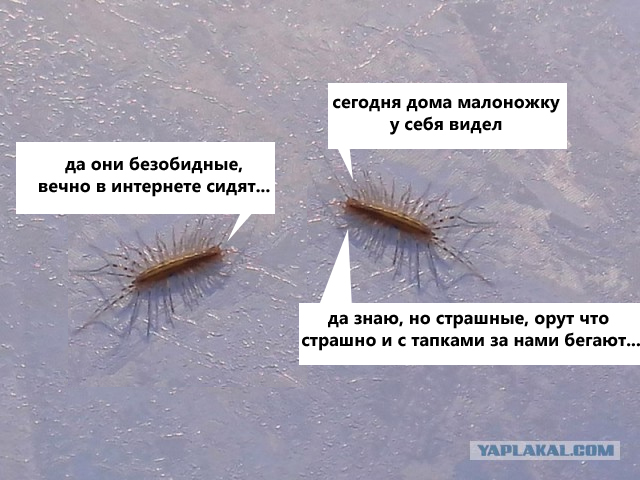 Смотрел телек, как вдруг