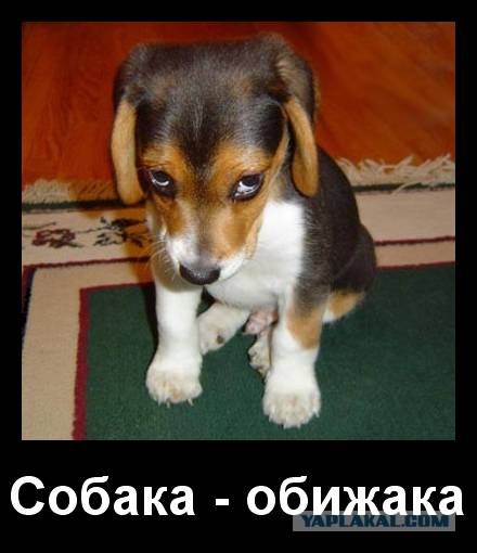 И немного о дрессировке