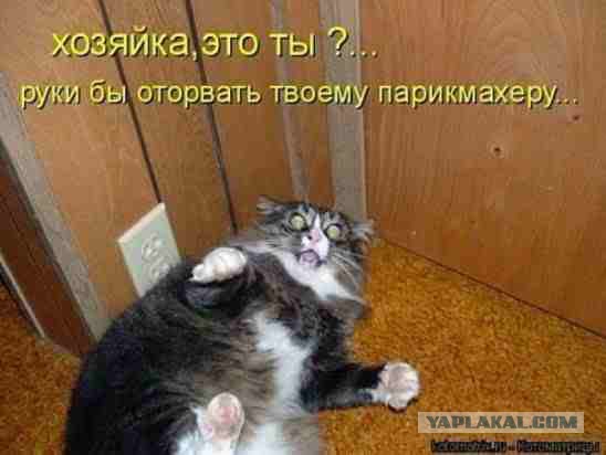 25 котофотоприколов.