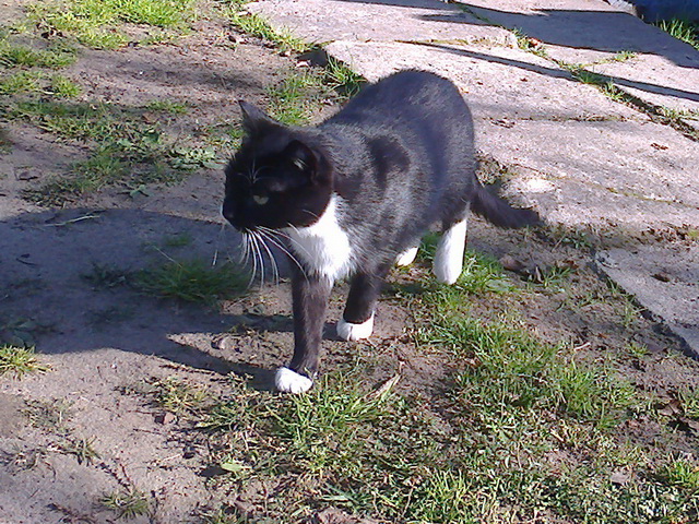 Котовторник 5.05.2015.