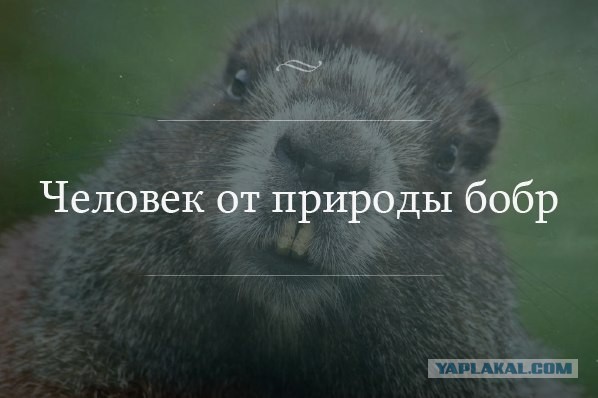 Просто картинки