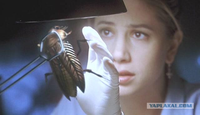 Вот такие таракашки живут в Выхинских подвалах