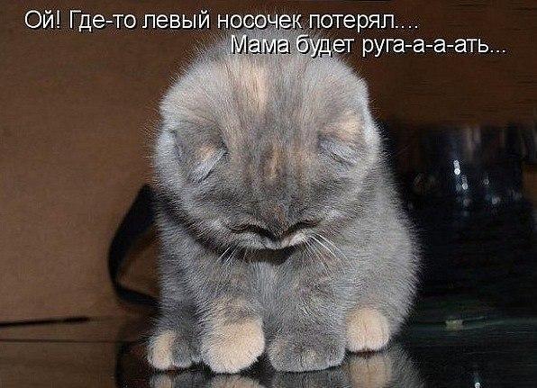 Прикольные коты