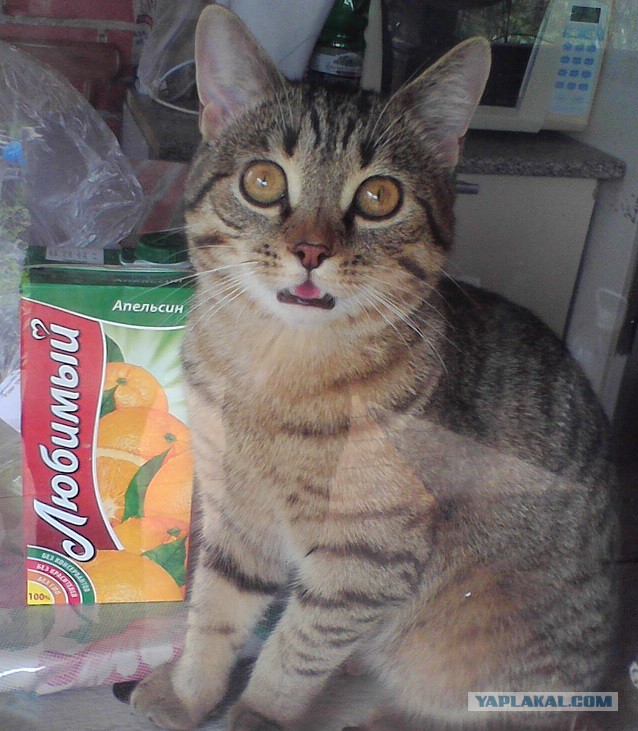 Котовторник 06.10.2015