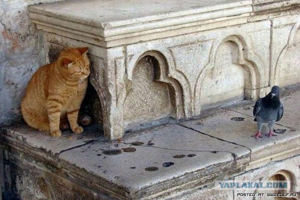 Коты в засаде