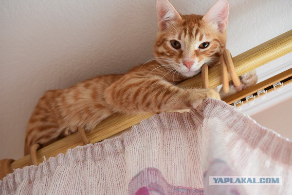 Те, которым мы помогли.