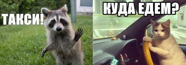 Мохнатые беспредельщики