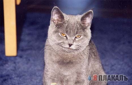 Вторничный котомёт