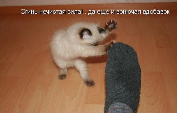 Мохнатые беспредельщики