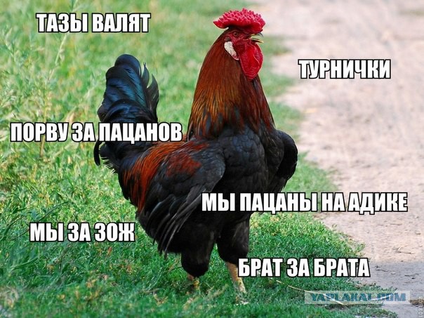 Все курицы теперь мои!