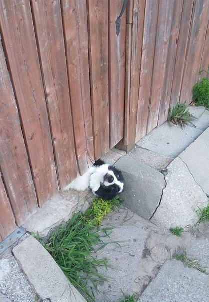 Прикольные животные