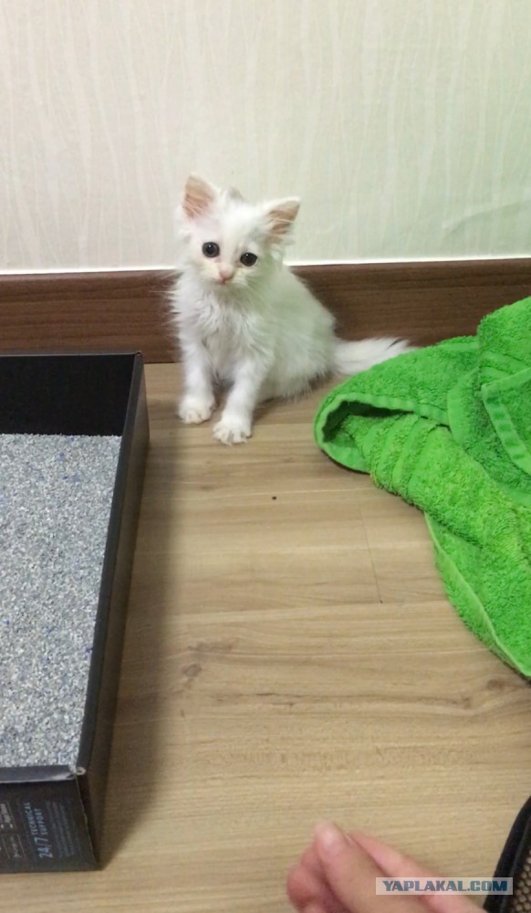 Спасение едва живого котенка из корейского зоомагазина