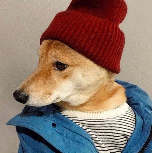 Самые смешные животные