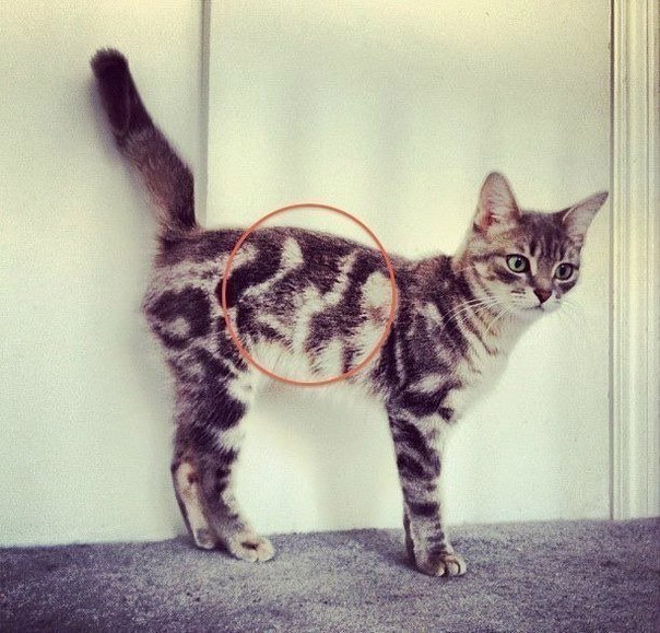 Коты из сети
