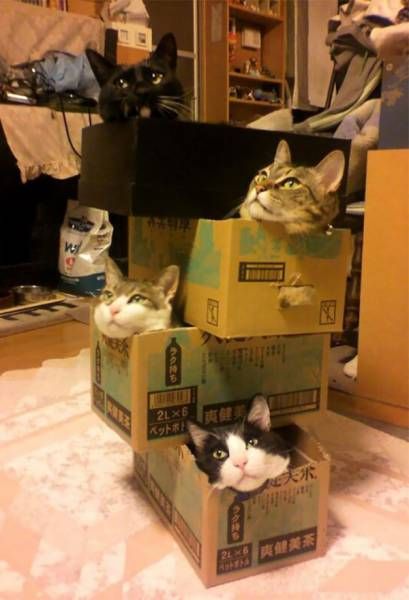 Коты и Кошки