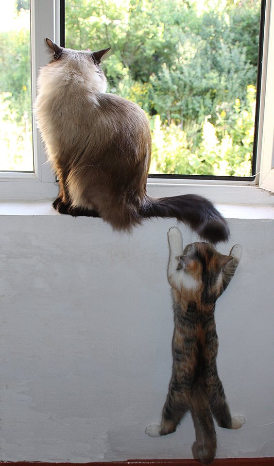 Котовторник 29.08.2017