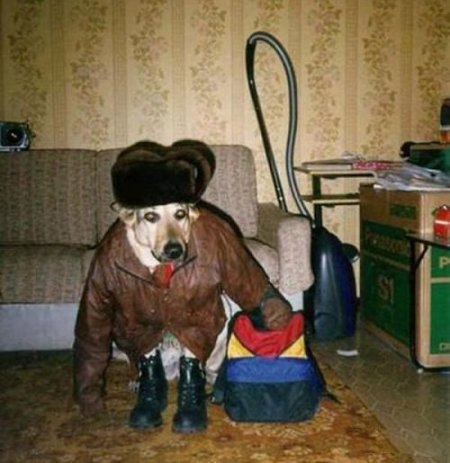 Подборка забавных животных