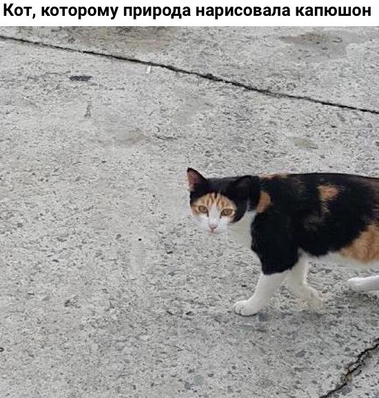 Коты и Кошки