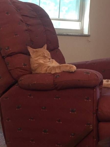 Коты и Кошки