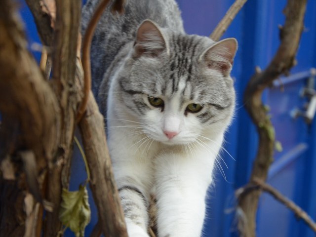 Коты и Кошки