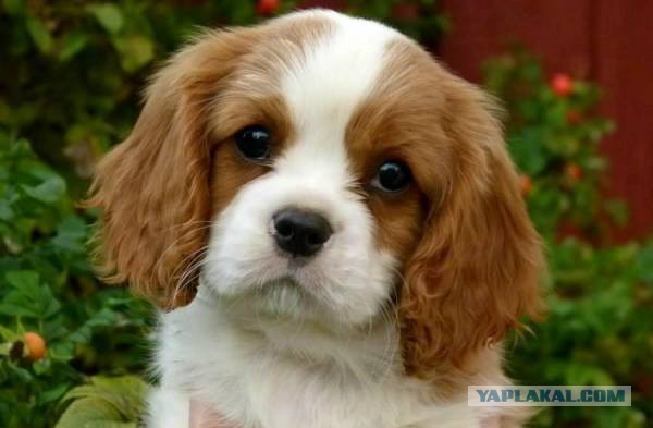 8 исчезнувших пород собак, которых не осталось даже на фотографиях