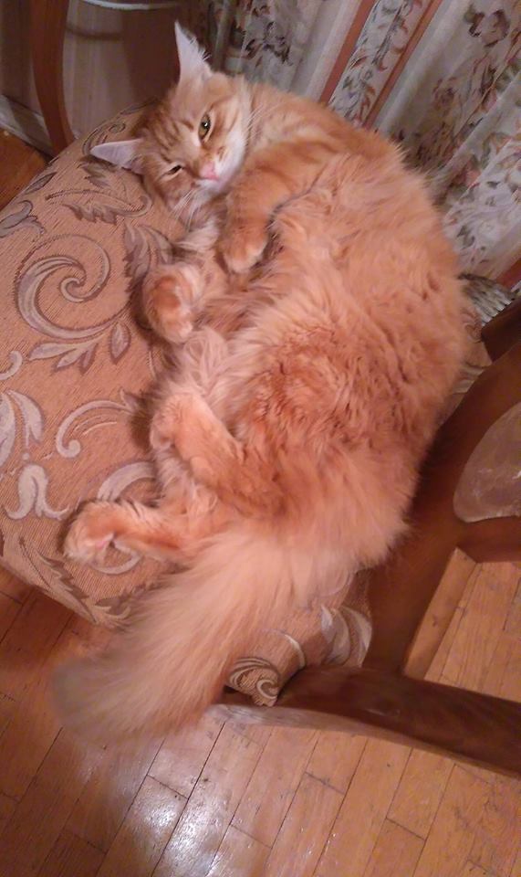 Котовторник 13.03.2018