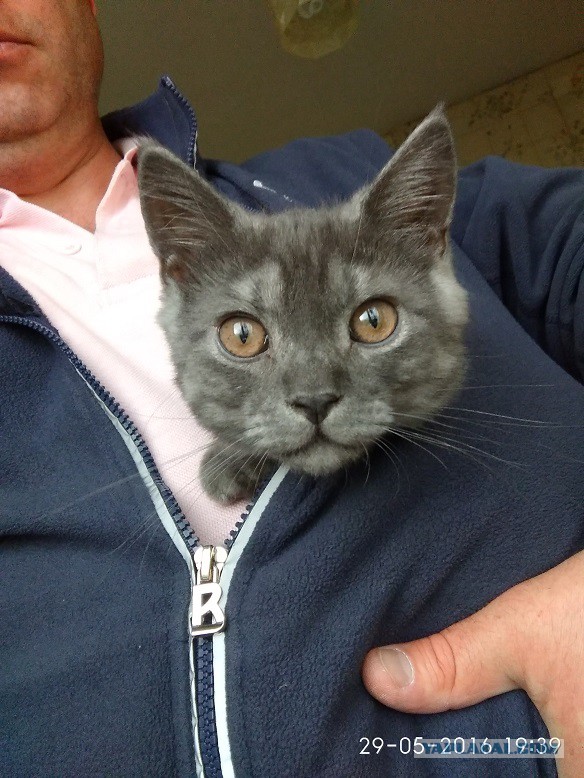 Котовторник 22.05.2018