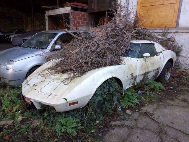Картинки из сети