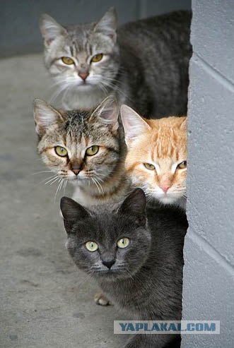 Кошак в шоке