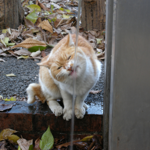 А как же котовторник?