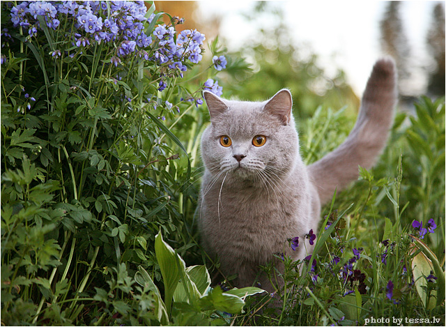 Котовторник на 6 июля