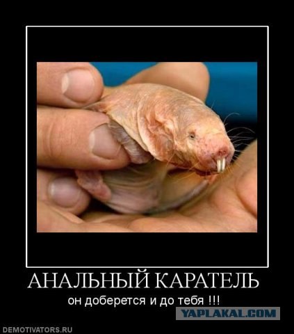 Хорьковая пятница!