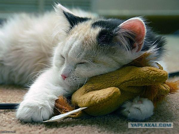 Котовторник. А как же?!