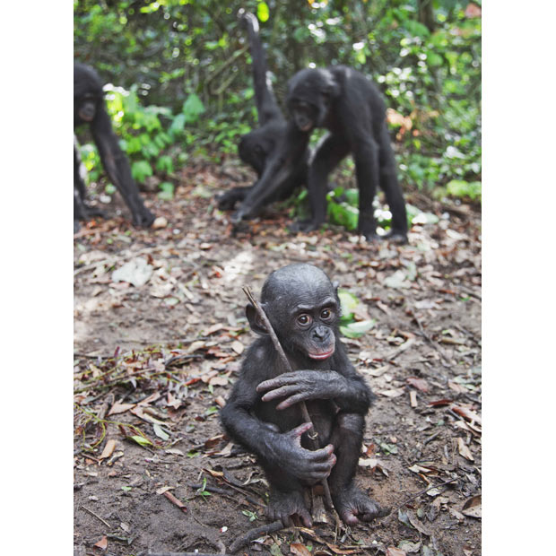 Заповедник Lola ya Bonobo в Конго