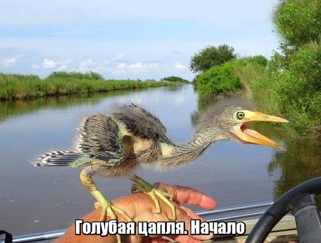 Нестандартный юмор