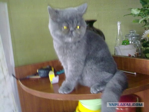Котовторник 22.11.11
