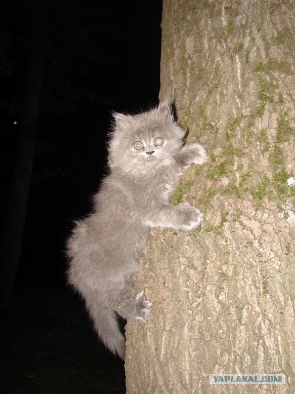 Котовторник (14.02.2012)