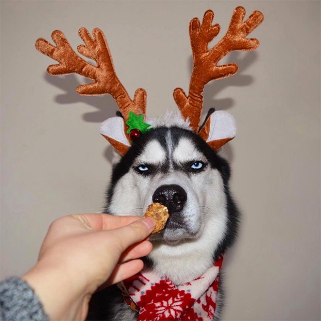 Собаки
