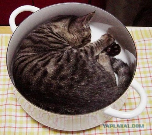 18 котов, которые плевать хотели на законы физики